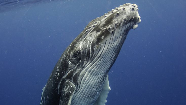 Dimenticare Moby Dick