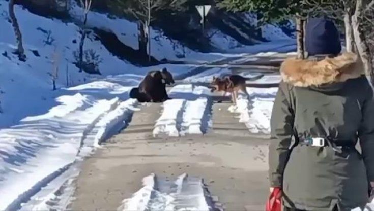 Abruzzo: l'orso incontra un cane, ma non è un gioco