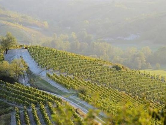 Gavi, un grande bianco <br />da Twitter