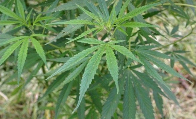 Cannabis legale, la Lega apre in Lombardia:Maroni rilancia il tweet, ma poi si corregge