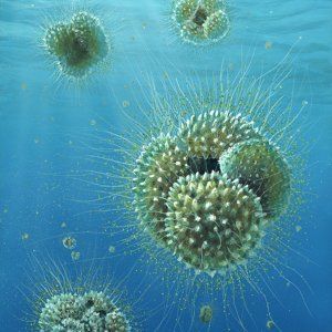 Nei fossili marini i futuri cambiamenti climatici: 53 mln di anni fa picco di CO2