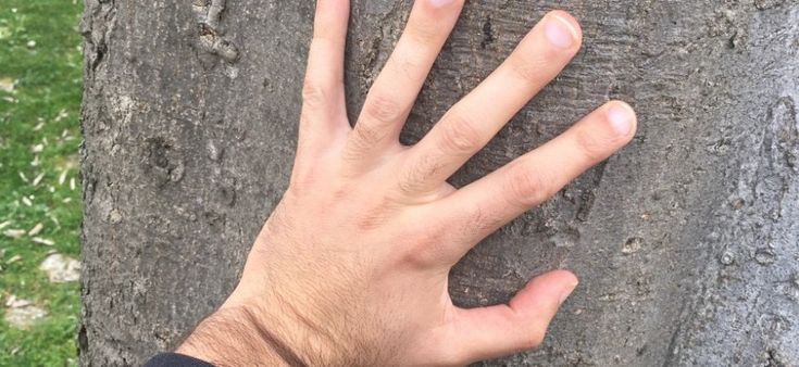 Coronavirus, giorno 8. "Accarezzo gli alberi per colmare la mancanza di contatti umani"