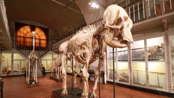 Firenze, al museo La Specola ingresso gratuito sabato 31 agosto 