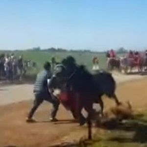 Foggia, 78enne muore travolto da un cavallo durante la tradizionale 'Cavalcata dei buoi'