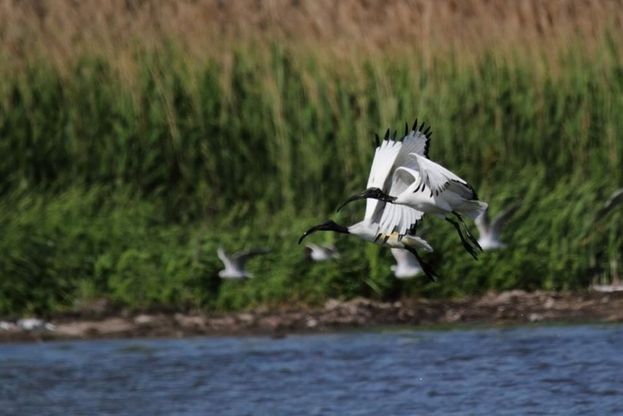 L'Ibis sacro per la prima volta in Campania