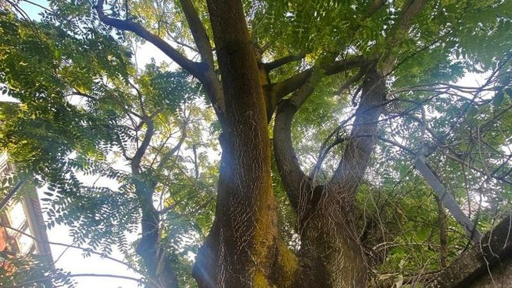 “Salvate gli alberi storici”: la protesta in Bovisa contro il taglio di platani, gelsi e cedri