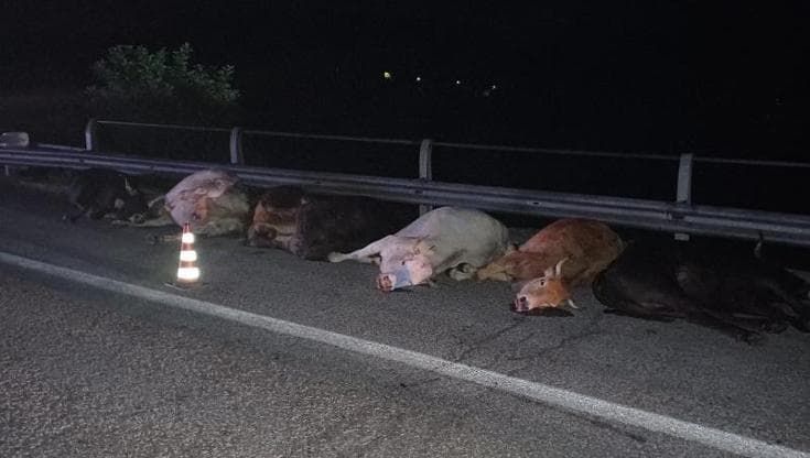 Terribile incidente stradale in Irpinia: strage di mucche e quattro feriti tra cui un bambino