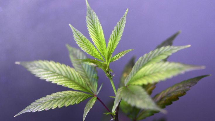 Cannabis light, riparte il business: ma la metà dei negozi ha già chiuso