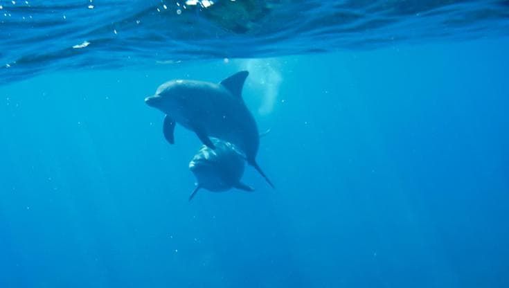 Troppi rifiuti elettronici in mare: è allarme per delfini e focene (e rischia anche l’uomo)
