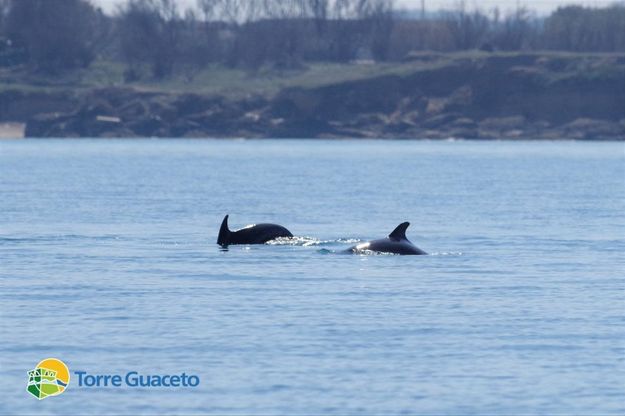 Torre Guaceto, ecco i delfini: c'è anche un cucciolo. "Un evento straordinario"