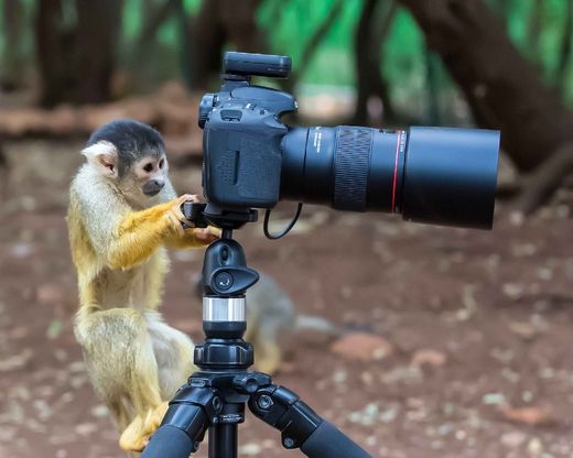 Israele, sorpresa nel parco: le scimmie fotoreporter