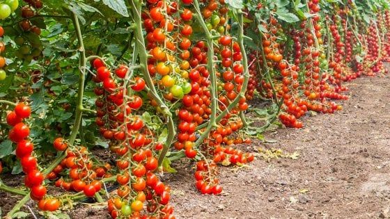 Siracusa, incendio doloso in un'azienda leader dell'export di pomodori di Pachino