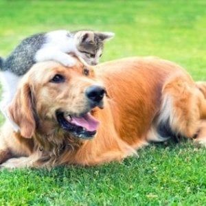 "Animail", inviate a Repubblica le vostre domande sugli animali