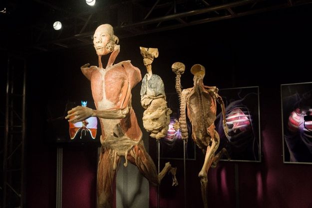 “Real bodies”, il corpo umano in mostra a Milano