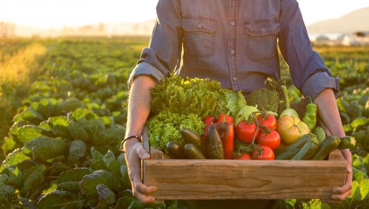 Il cibo del futuro è genuino, autentico e sostenibile: aumentano le vendite alimentari bio e la superficie biologica italiana