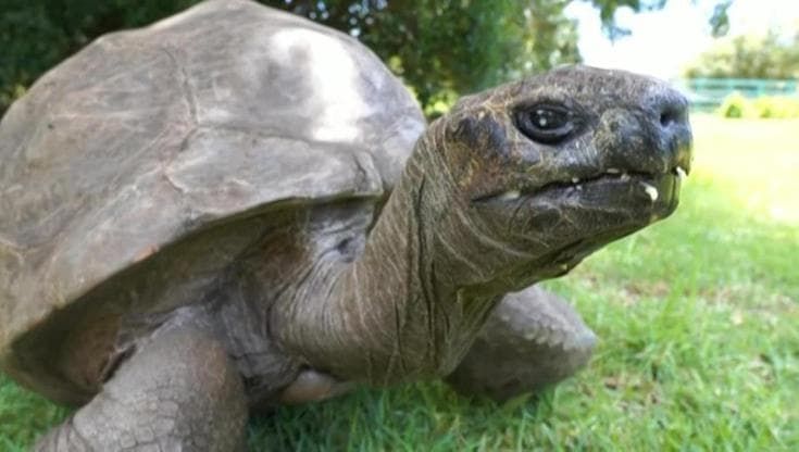 Jonathan ora è una "icona": la tartaruga centenaria nel Guinness World Records