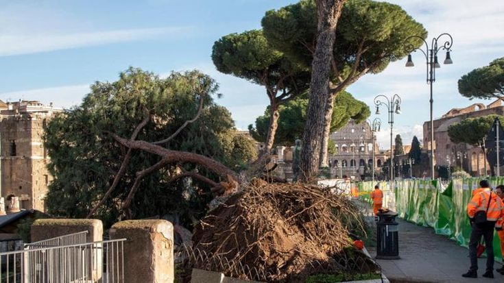 Via dei Fori imperiali, crolla un altro pino: “Era fradicio di pioggia”