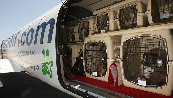 Cani e gatti nell'era-Covid: prezzi alle stelle per farli viaggiare in aereo