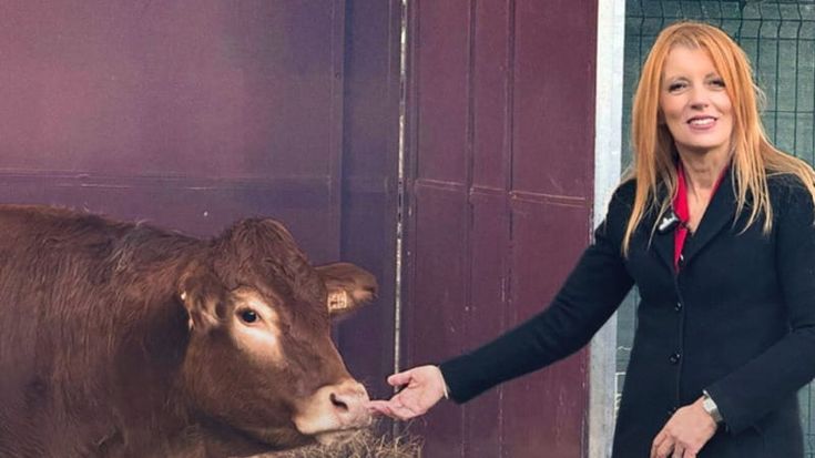 La mucca Minerva si è salvata da sola: scappata da un macello due mesi fa è arrivata in un pascolo