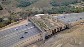 California, un ponte green sull'autostrada per salvare gli animali