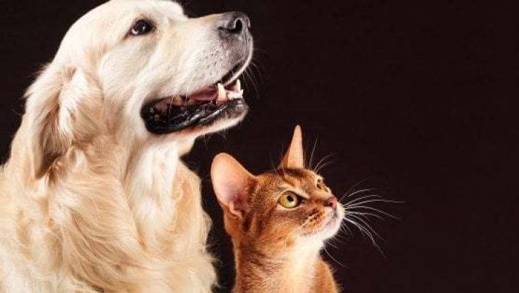 Le città più amiche degli animali in Lombardia? Bergamo e Mantova. C'è un cane ogni sei abitanti, un gatto ogni 53