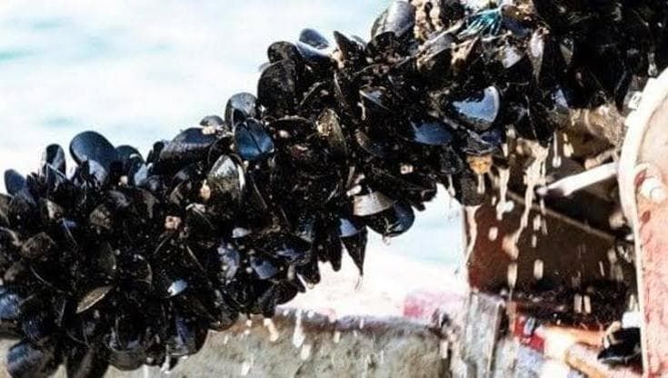 “Studiamo le super cozze: sopravvivono al caldo oltre i 30 gradi, una speranza per Taranto”