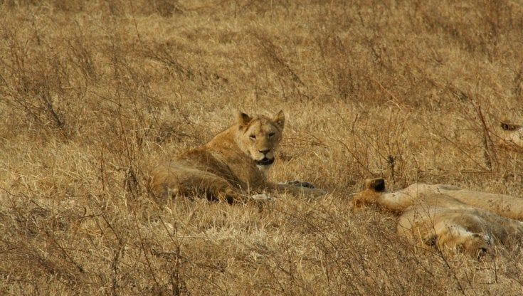 Tre ragazzini uccisi in Tanzania dai leoni