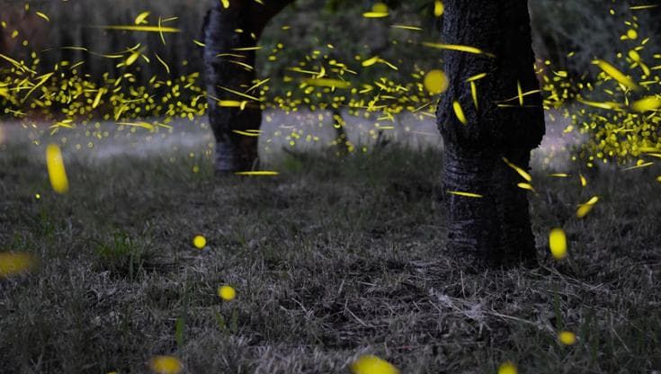 Valle del Sele, escursionisti a caccia di lucciole: "Riscopriamo la natura con turismo sostenibile”