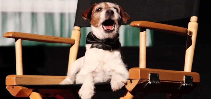 Addio a Uggie, il cagnolino premio Oscar per "The Artist"