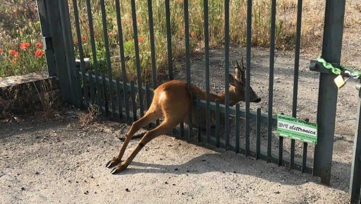 Parma, liberato dai vigili un capriolo incastrato nel cancello
