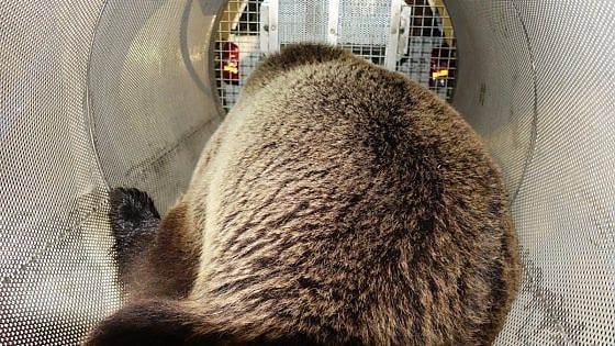 L'orso M49 è fuggito di nuovo dal recinto di Casteller