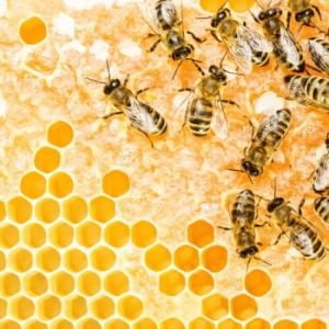 Miele italiano, dimezzata la produzione. Colpa dei furti e dell'insetto killer delle api
