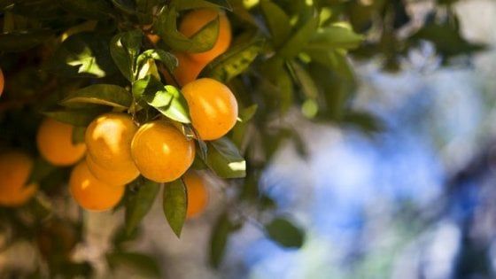 Il Grande Viaggio Insieme ad Agrigento alla scoperta della filiera delle arance
