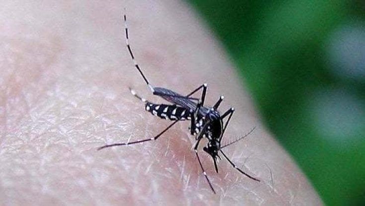 West Nile: in Campania primo caso positivo su cavallo
