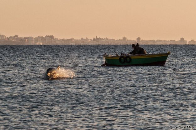 Salento, magia al tramonto con la danza dei delfini 
