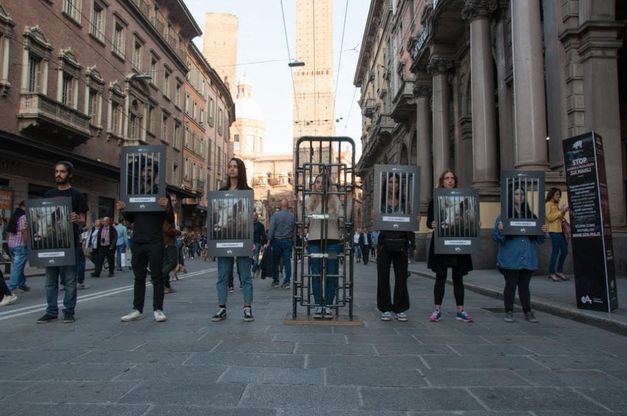 Pochi centimetri di spazio: a Bologna un flash mob mostra come vivono le scrofe negli allevamenti intensivi