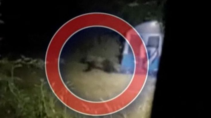 Orso nel campeggio dei 12enni, il direttore del parco: “Capi scout irresponsabili. Hanno messo le tende in casa sua”