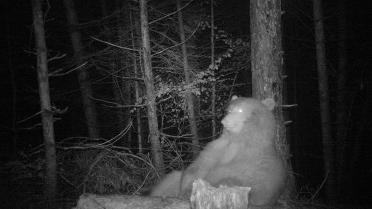 La grande fuga di M49, l'orso che per la libertà rinuncia anche al cibo