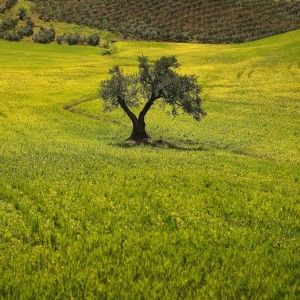 Wwf e Inea, siglata un'intesa per la sostenibilit&agrave; dell'agricoltura