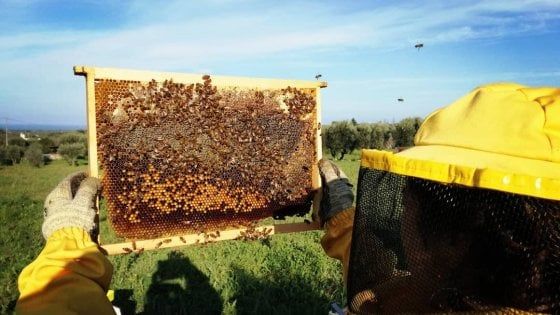 A spasso tra gli alveari: a Bari apre un apiario con 200mila insetti. "Così si impara a non avere paura"