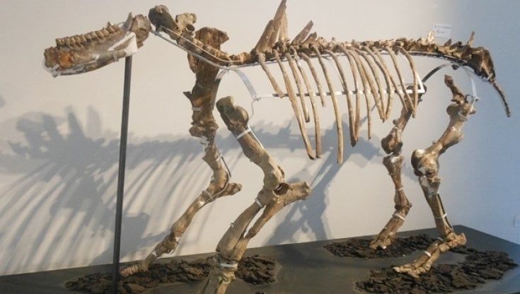 Piegaro, il tesoro del Museo Paleontologico scoperto grazie alla curiosità di un operario di miniera