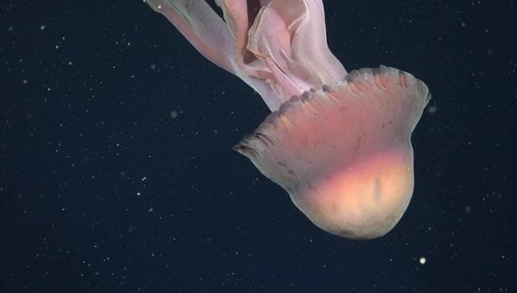 Ecco la medusa fantasma gigante, lunga quanto uno scuolabus