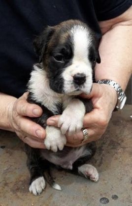 Firenze, cuccioli di boxer rubati: "Aiutatemi a ritrovarli"