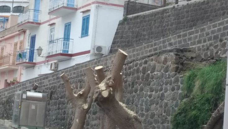Ustica, alberi potati "in maniera selvaggia": la denuncia di Legambiente