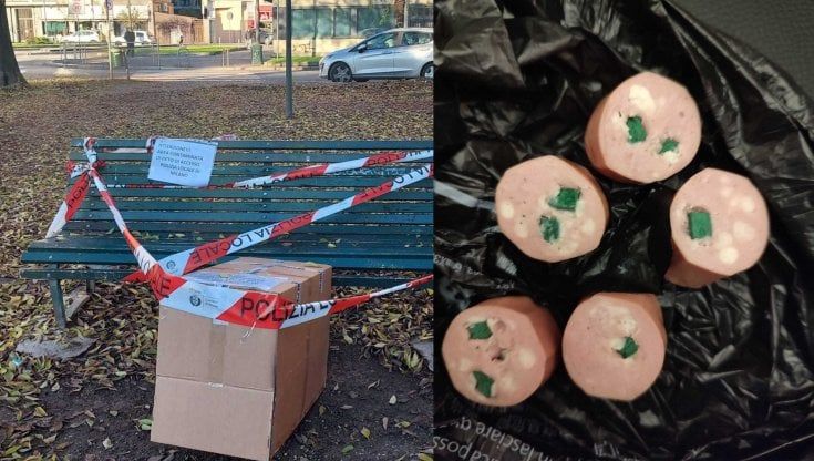 Bocconi avvelenati per i cani nei giardini di via Caterina da Forlì a Milano: quartiere in allarme 
