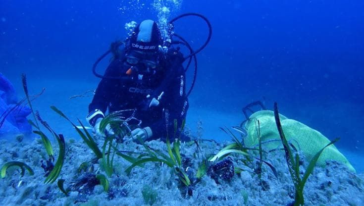 Ischia, al via un nuovo progetto di riforestazione di Posidonia oceanica