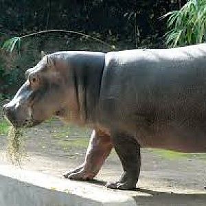 Macerata: ippopotamo di un circo, liberato da animalisti, muore travolto da un'auto