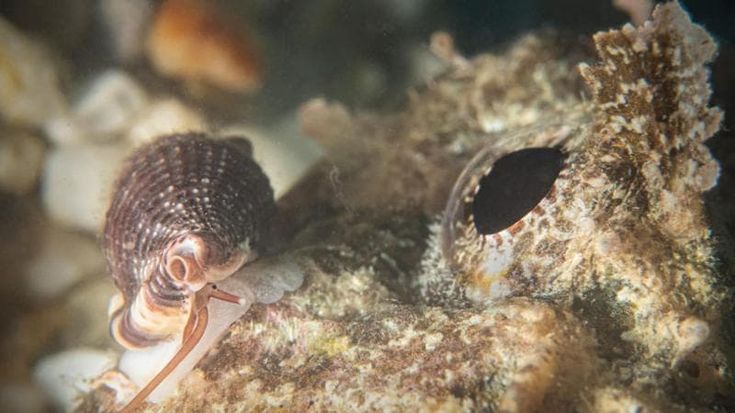 La lumaca vampiro del Salento candidata a mollusco dell’anno: succhia sangue ai pesci mentre dormono