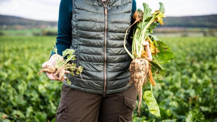 Filiera bieticola, l’evoluzione sostenibile degli agricoltori