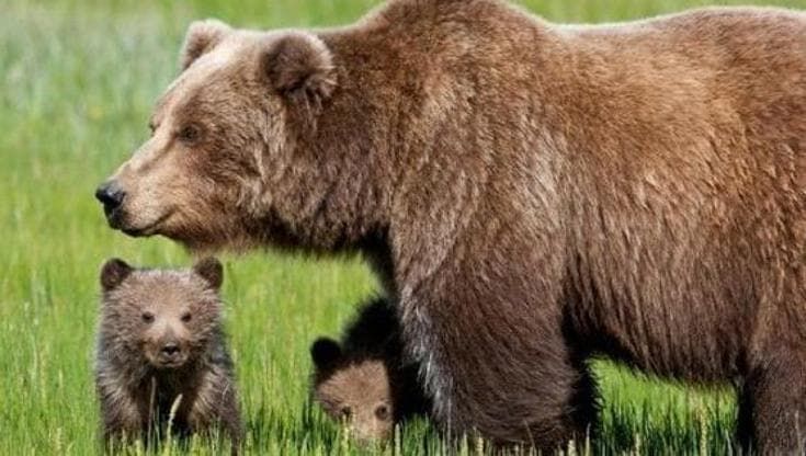 Anche un bicchiere di Montepulciano può salvare l’orso abruzzese